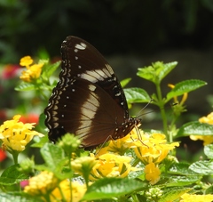 Hypolimnas bolina
