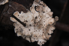 Corticiaceae