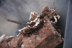 Corticiaceae