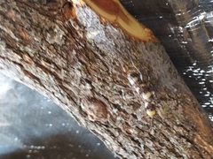 Megacyllene antennata