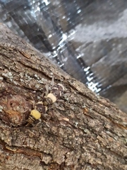 Megacyllene antennata