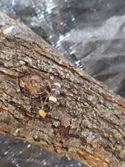 Megacyllene antennata