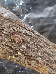 Megacyllene antennata