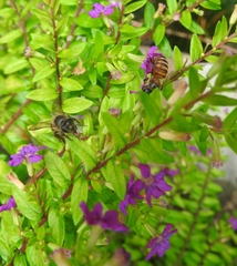 Apis cerana
