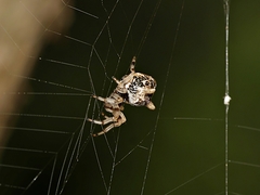Cyclosa vallata