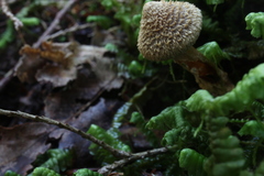 Cortinarius angelesianus