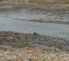 Junco hyemalis