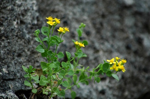 Laphamia lindheimeri A.Gray