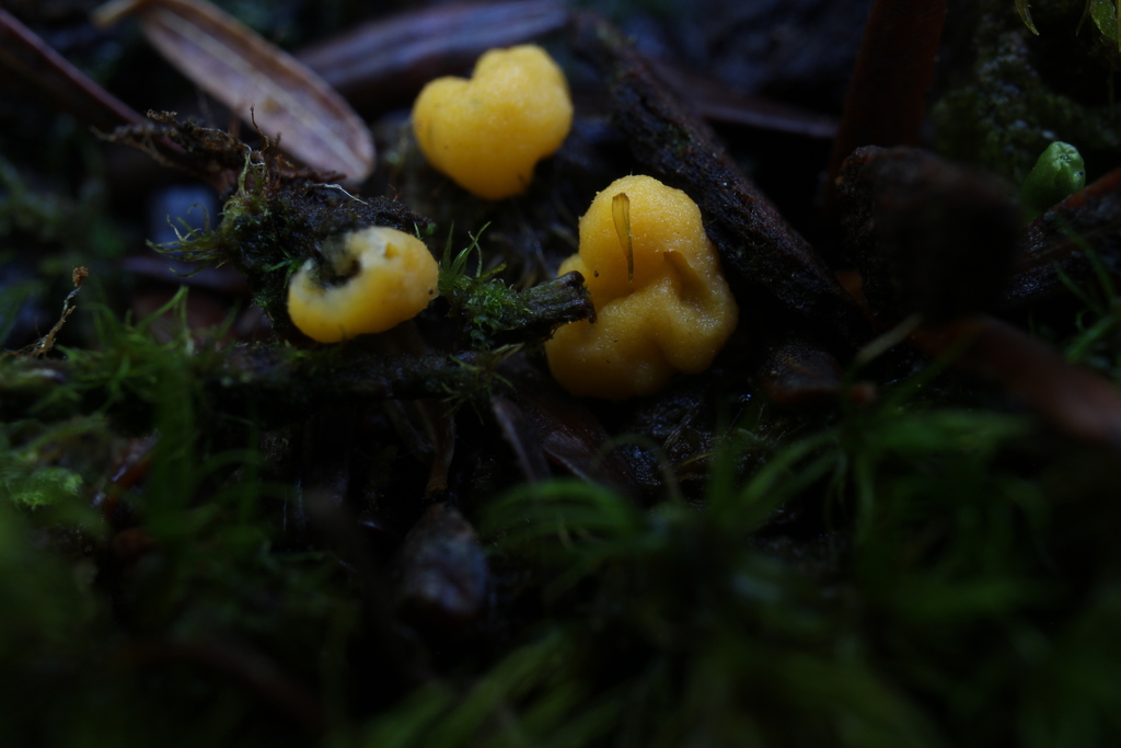 Phaeohelotium umbilicatum