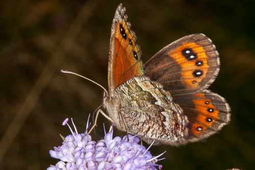 Erebia montana