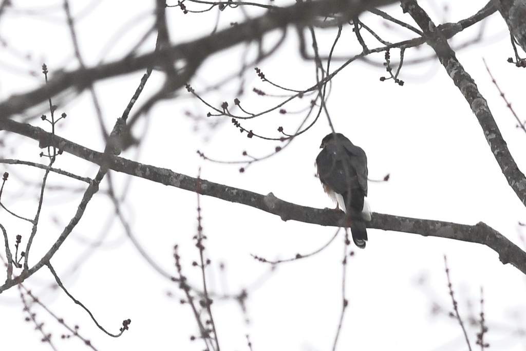 Sharpshinned Hawk from Knox Rd, Keene, ON, CA on February 24, 2021 at