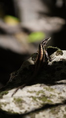 Liolaemus septentrionalis