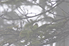 Phylloscopus magnirostris