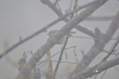 Phylloscopus magnirostris