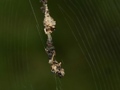 Cyclosa vallata