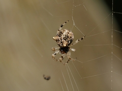 Cyclosa vallata