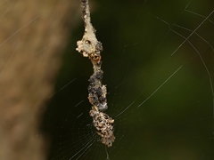 Cyclosa vallata