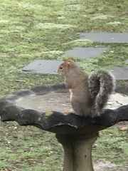 Sciurus carolinensis