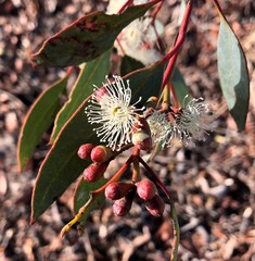 Eucalyptus dumosa