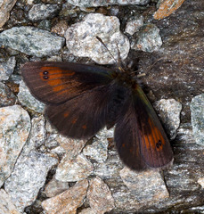 Erebia tyndarus