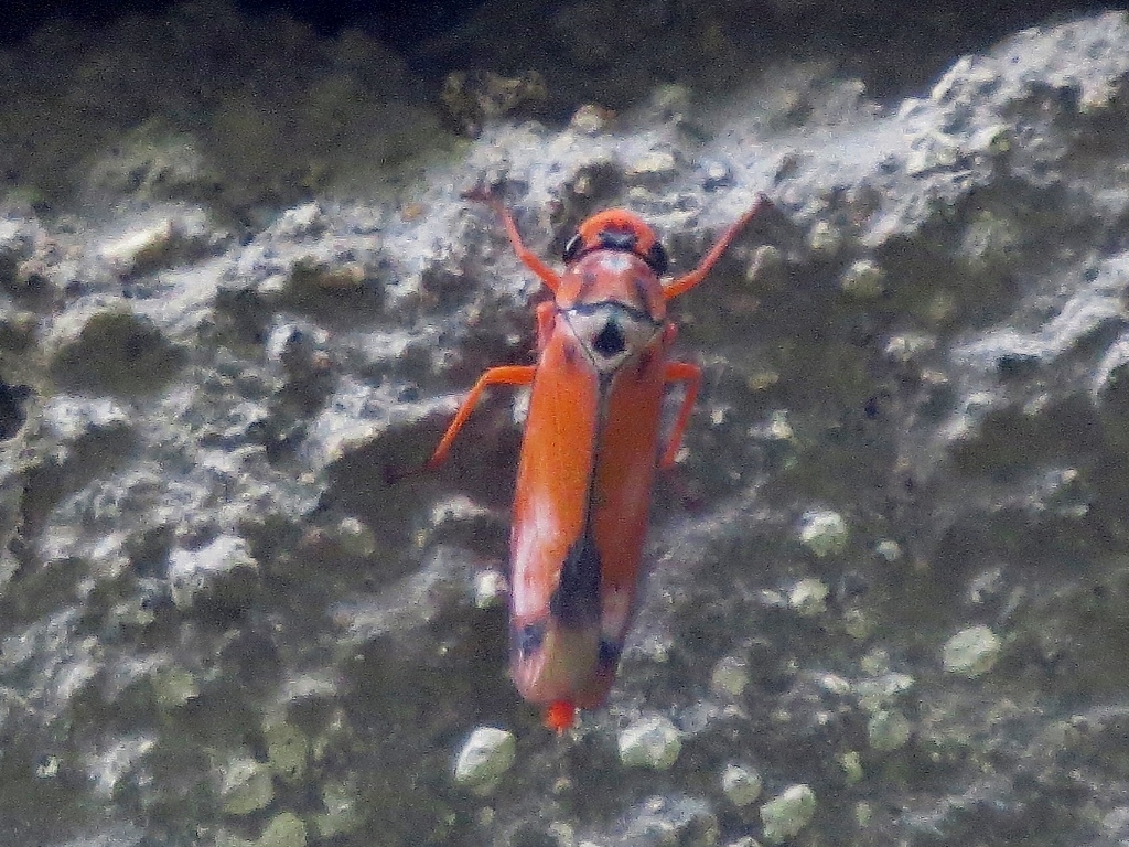 Sochinsogonia