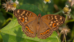 Junonia erigone