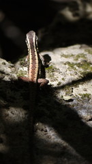 Liolaemus septentrionalis