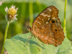 Junonia erigone