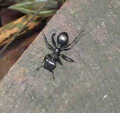 Cephalotes atratus