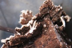 Corticiaceae