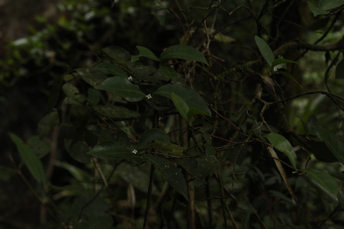 Image of Cordiera Concolor (Cordiera concolor) by no rights reserved