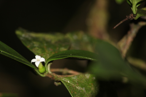 Image of Cordiera Concolor (Cordiera concolor) by no rights reserved