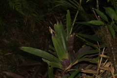 Vriesea platynema