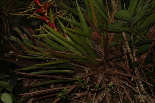 Image of Vriesea Altodaserrae (Vriesea altodaserrae) by no rights reserved