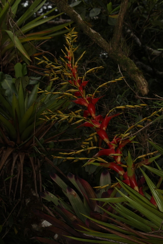 Image of Vriesea Altodaserrae (Vriesea altodaserrae) by no rights reserved