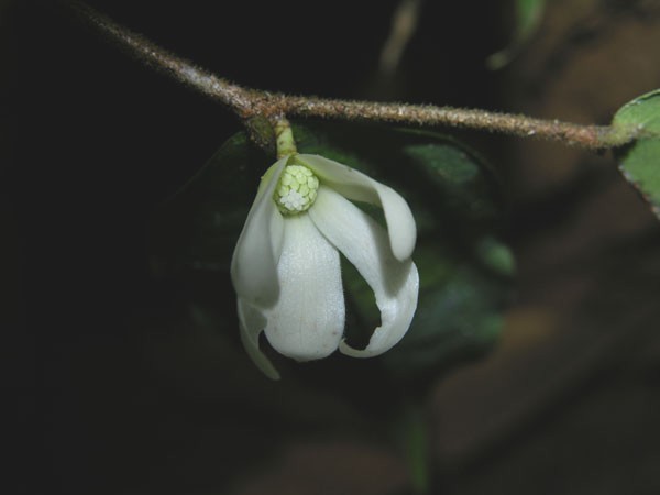 Oxandra longipetala