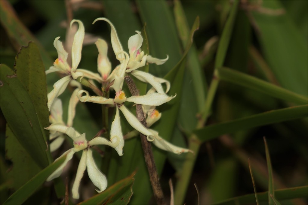 Prosthechea glumacea; photograph Carlos Henrique Russi, CC0, iNaturalist via GBIF