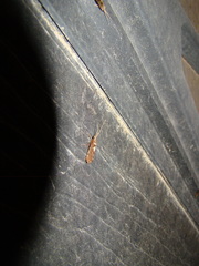 Polyplectropus