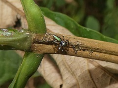 Chapoda