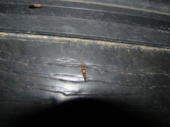 Polyplectropus