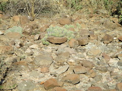 Echinocereus stolonifer tayopensis