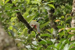 Selenidera maculirostris