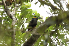 Selenidera maculirostris