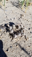 Micropuntia pulchella