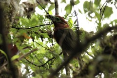 Selenidera maculirostris