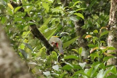 Selenidera maculirostris