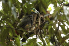 Selenidera maculirostris