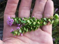 Agathosma odoratissima