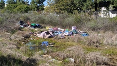 Branchinecta sandiegonensis