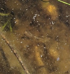 Branchinecta sandiegonensis